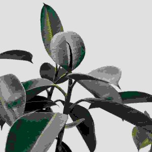 Green leaves